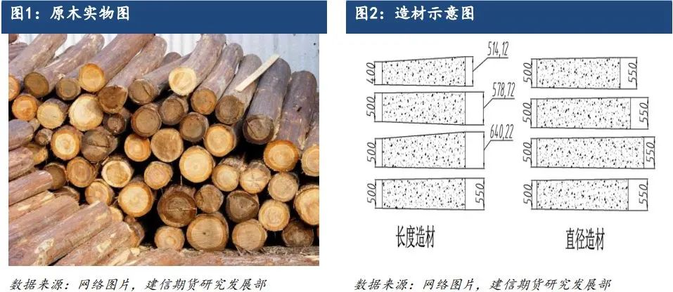 原木期货上市系列专题一：原木基础知识及产业链格局